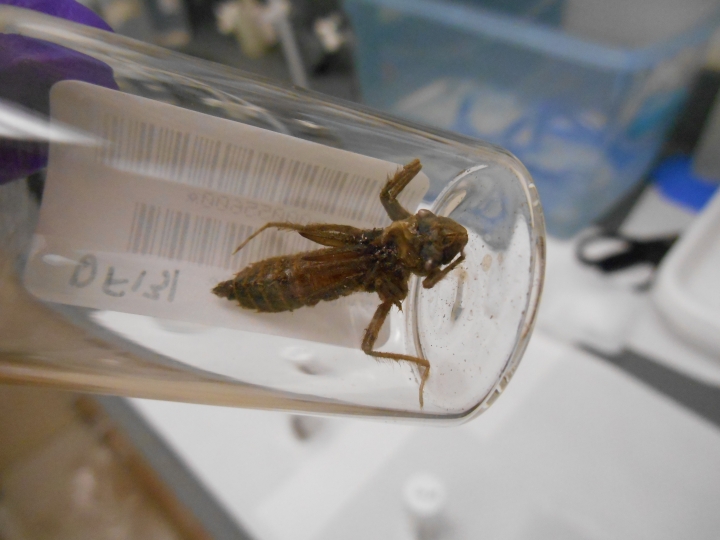 Before turning into adults, dragonfly larvae can be collected easily by citizen scientists and used as "biosentinels" to study mercury pollution. 
