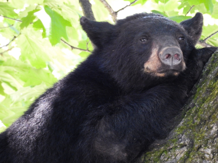 In July, a quiet campus was visited by a young black bear, who climbed a tree behind Parkhurst and hung out for a couple of hours.