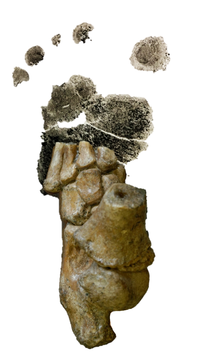 3.32 million-year-old Australopithecus afarensis foot