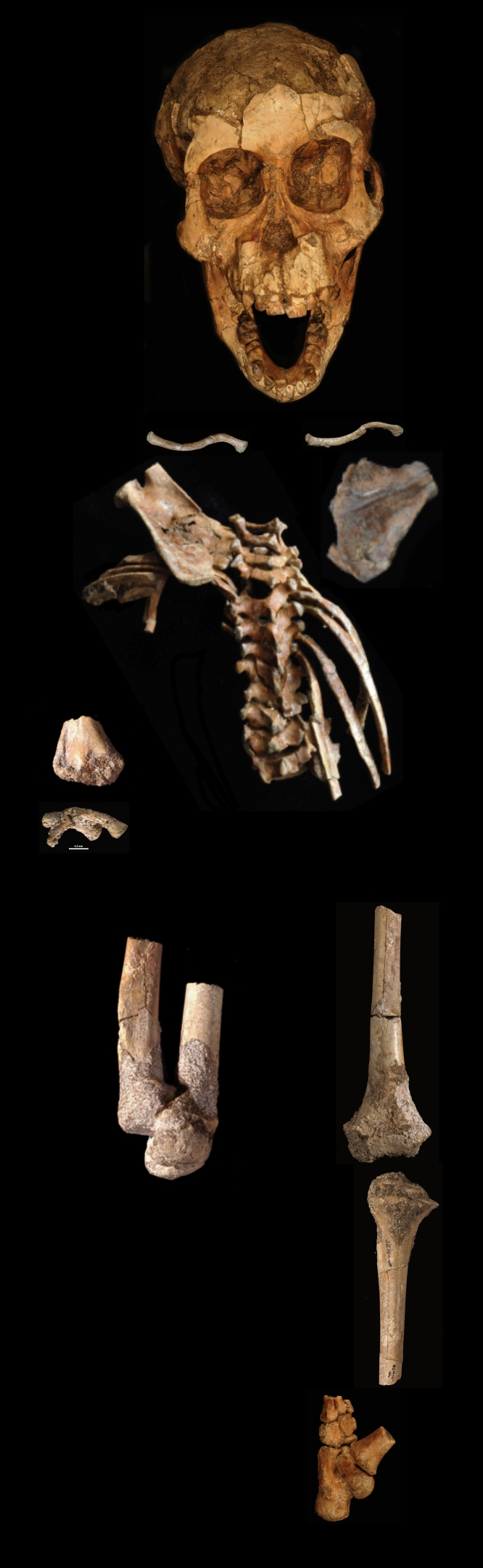 3.32 million-year-old skeleton of an Australopithecus afarensis child.