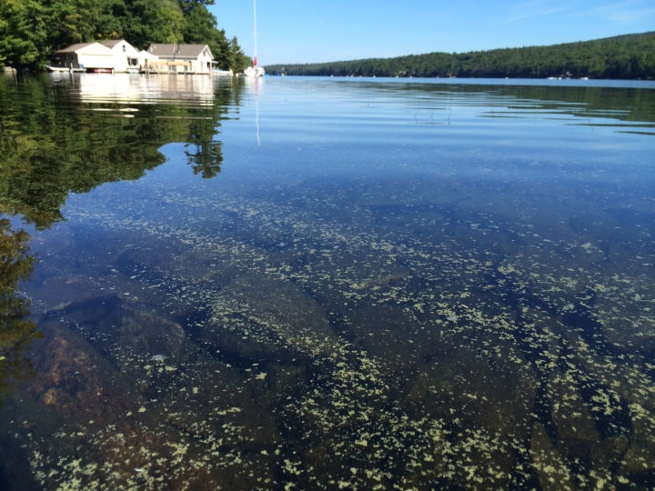 cyanobacteria