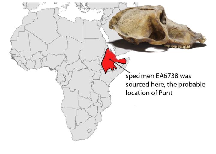 Map of Africa and skull of specimen EA6738, a mummified baboon recovered from ancient Thebes (modern-day Luxor) and now accessioned in the British Museum. Isotopic analysis of EA6738 indicates import from somewhere in the red shaded region, a likely location for the fabled land of Punt. Figure by Jonathan Chipman and Nathaniel J. Dominy.