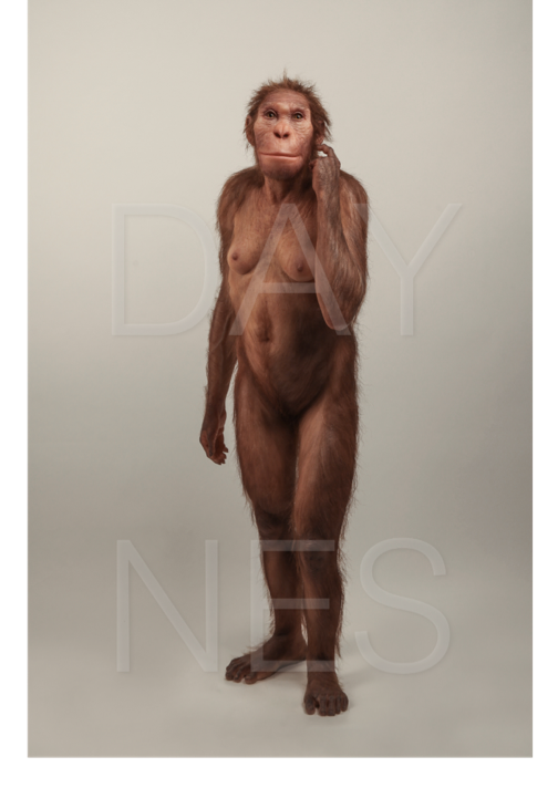 Australopithecus sediba