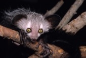 The aye-aye