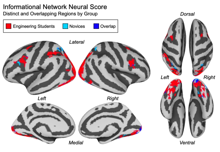 Neural score localizations by group. Regions contributing to neural scores in engineering students are shown in red. Regions contributing to neural scores in novices are shown in light blue. Regions contributing to neural scores in both engineering students and novices are shown in purple. Image is Figure 4a from the study. Image provided by Joshua S. Cetron.