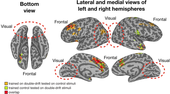 Areas of the brain supporting significant cross-decoding of illusory and matched physical paths. Image by Sirui Liu and Patrick Cavanagh. (Full caption below).