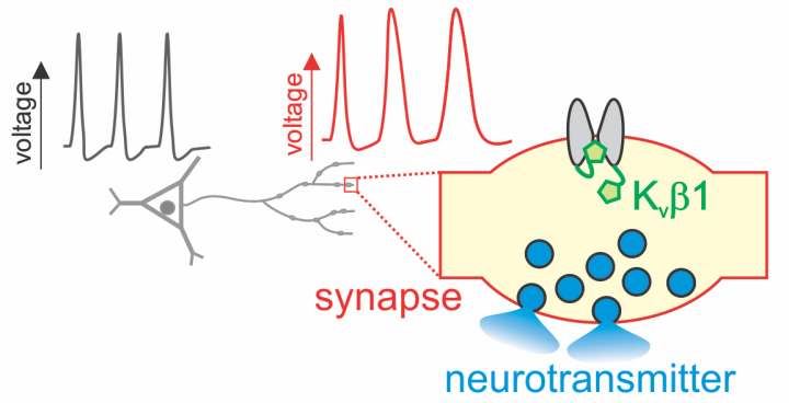 A ‘molecular volume knob’ made of analog signals (red) regulates electrical signals in the brain to support learning and memory. Illustration credit: Michael Hoppa.