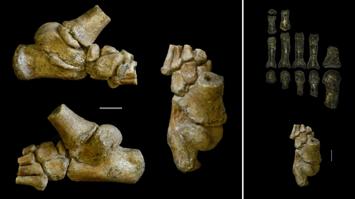 Australopithecus foot