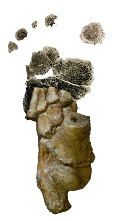 3.32 million-year-old Australopithecus afarensis child foot