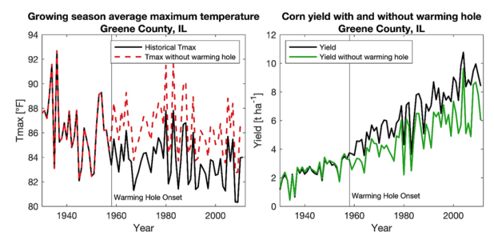 Effect of removing the warming hole on maximum temperature and corresponding impact on corn yield for Greene County, Illinois. Figure provided by Trevor F. Partridge.
