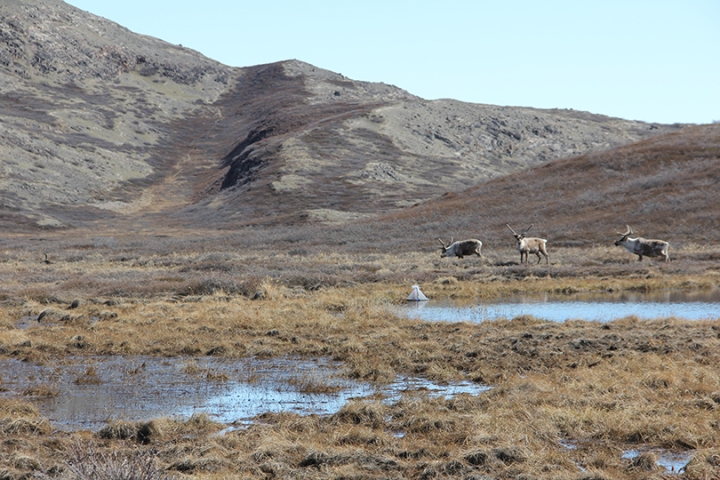 Caribou grazing on vegetation near an Arctic mosquito pond in Kangerlussuaq, Greenland. Photo by Melissa DeSiervo.