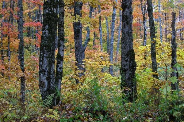 Merrill Brook Forest