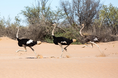 Ostriches in the Kuiseb River in the Namib desert. Photo by Oliver Halsey.