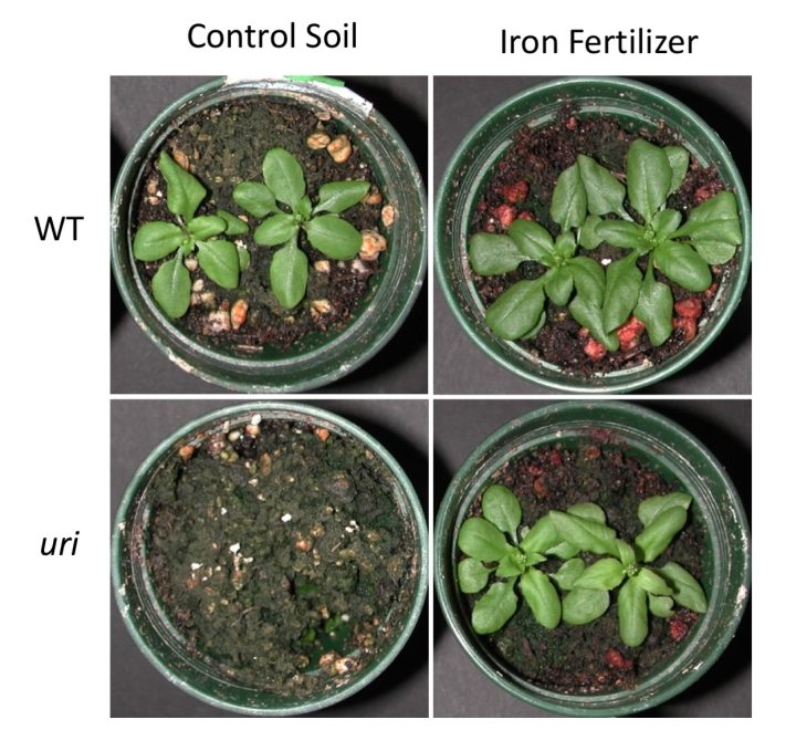 Researchers studied iron uptake in Arabidopsis thaliana, both the wild type (WT) and with the URI gene mutated, to learn how plants bring in iron. The removal of the URI gene (lower left photo) prevents the uptake of iron and causes the plant to die. Photos courtesy of Sun A Kim.