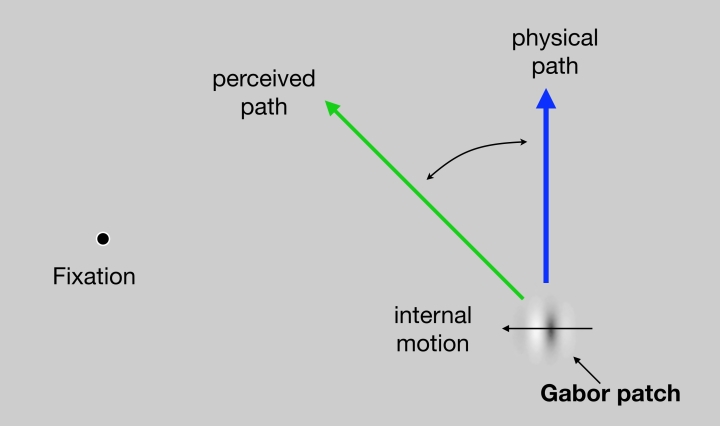 One of the stimuli from the fMRI experiments illustrates the remarkable difference between the perceived (illusory) path versus the real (physical) path of the Gabor patch. Click here for the video to see how different the paths are. Figure by Sirui Liu and Patrick Cavanagh.