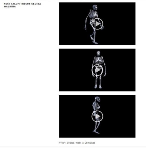 Australopithecus sediba