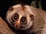 The slow loris