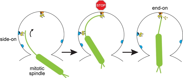 mitotic spindle during cell division in baker’s yeast