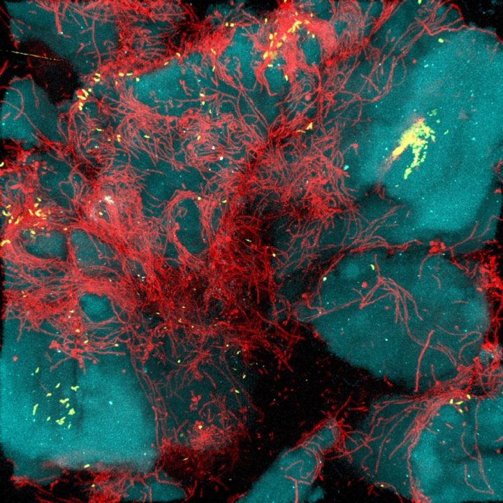 Strains of Vibrio cholerae (red) make elongated cells that become entangled and help short-term survival. Image credit: Ben Wucher and Carey Nadell.