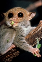 A tarsier