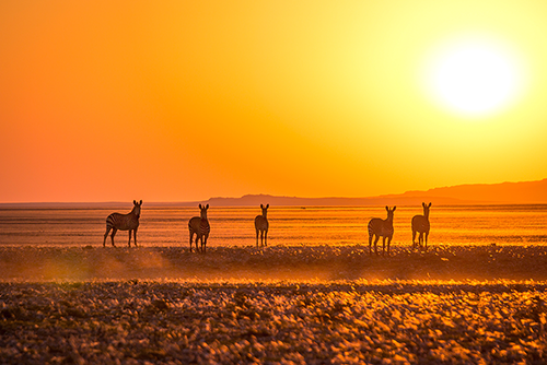 Mountain zebra near the Kuiseb River in the Namib Desert. Photo by Oliver Halsey.