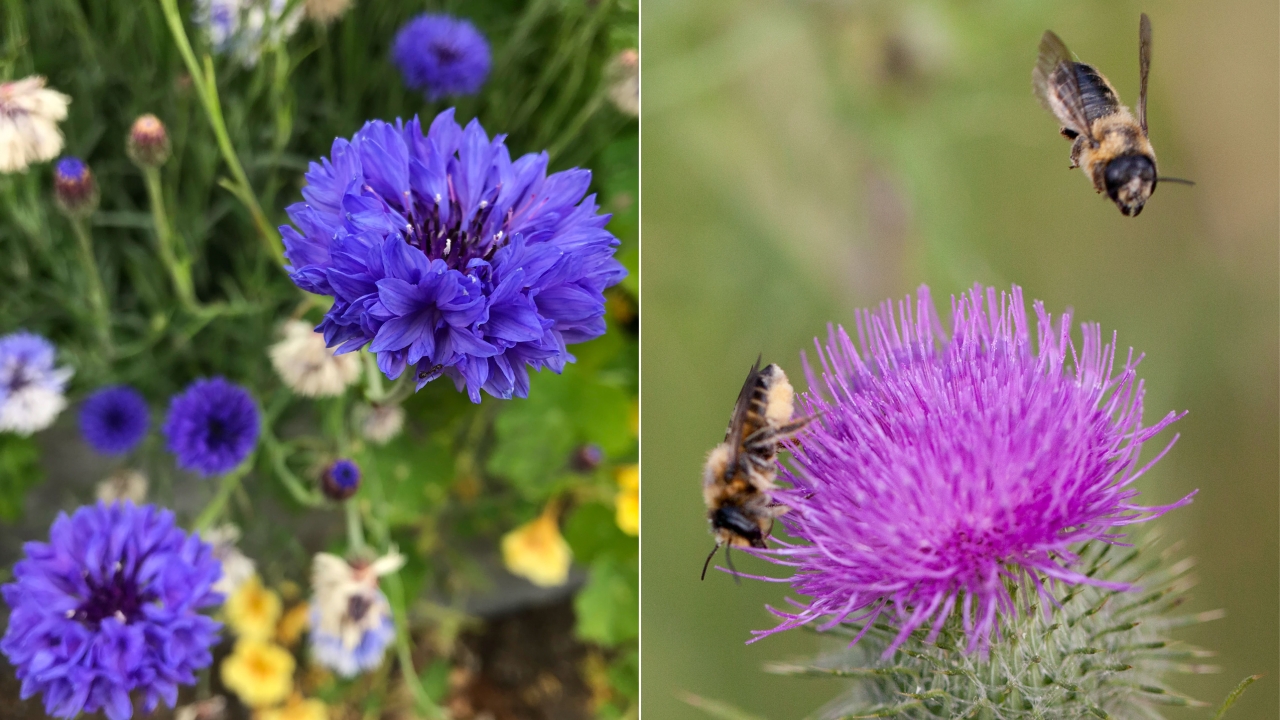 Bachelor's Buttons, a purple flower (left) and leaf cutting bees, pollinating a plant (right)