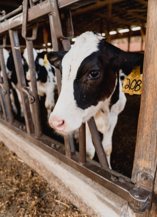 A Holstein calf.
