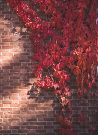 Red ivy on the brick wall of Wilder Hall
